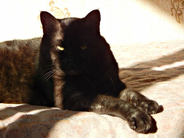Дед и кот Дед и кот
