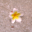 Cristalle