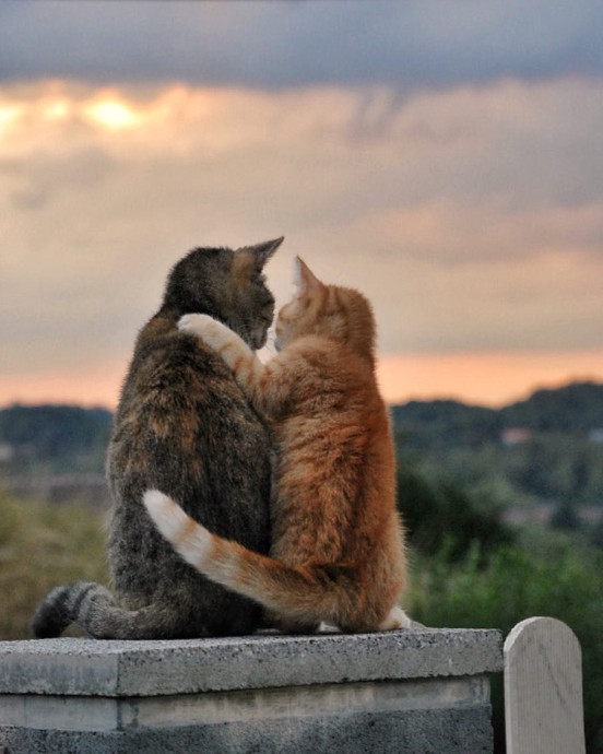 Еще о котиках.
