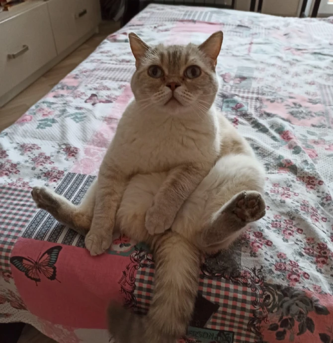 Хочу завести кота! Советы опытной кошатницы. Хочу завести кота! Советы опытной кошатницы.