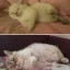 Хочу завести кота! Советы опытной кошатницы. 0