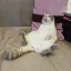 Хочу завести кота! Советы опытной кошатницы. 2