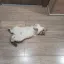 Хочу завести кота! Советы опытной кошатницы. 1