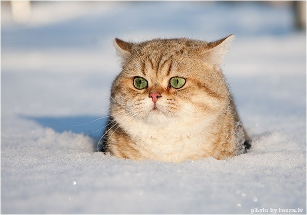 Кот - летун. Кот - летун.